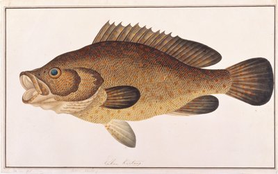 Orange-spotted Grouper, from Drawings of Fishes from Malacca, c.1805-18 by Chinese School
